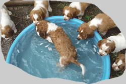 puppies in pool
