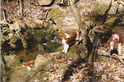 dogs in woods