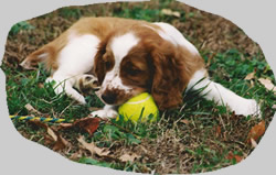 puppy with ball