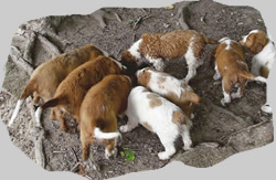 puppies in woods